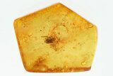 Partial Fossil Pseudoscorpion with Springtail in Baltic Amber #315331-1